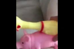 Long hard cock fucks the shit out of a spoiled pig